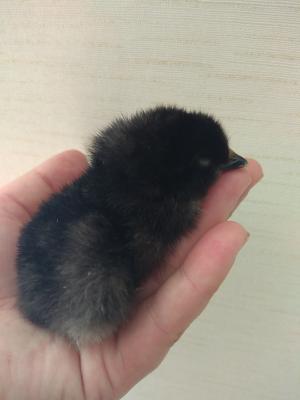 Прикрепленное изображение: IMG_20200509_130448_resize_99.jpg